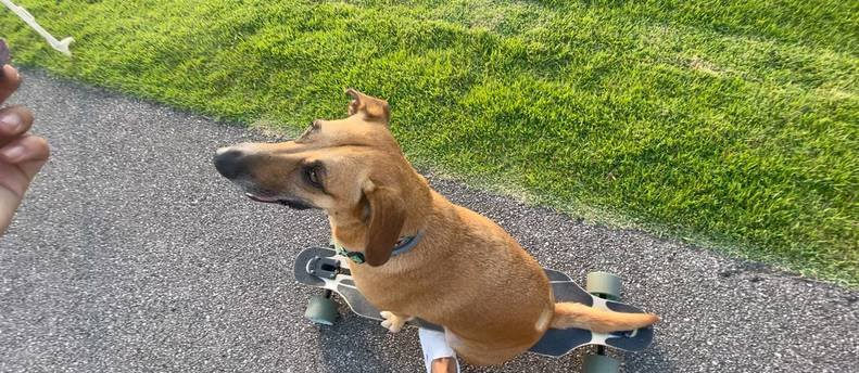 Loaded Longboard - Icarus