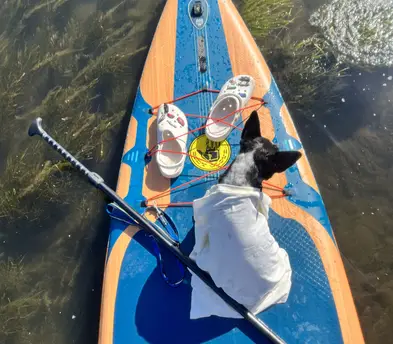 Paddle board
