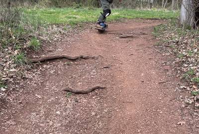 Onewheel Pint