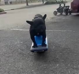 One wheel pint