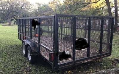 Magnum Utility Trailer