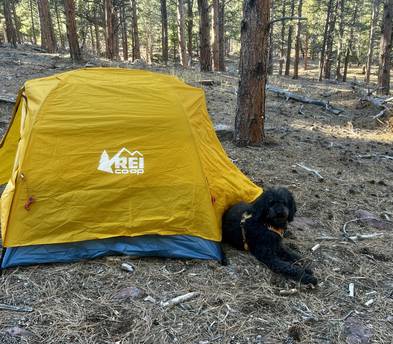 REI Half Dome 2-Person Backpacking Tent