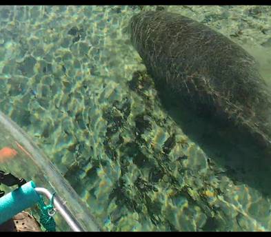 WEEKI WACHEE PADDLE SAFARI